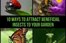 beneficial-insects-260x170.jpg