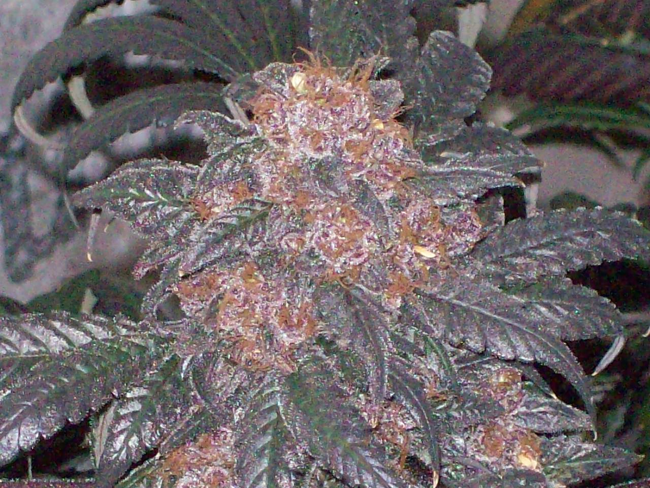 BLACK AFGHANI UTILITY ROOM HARVEST 006.JPG