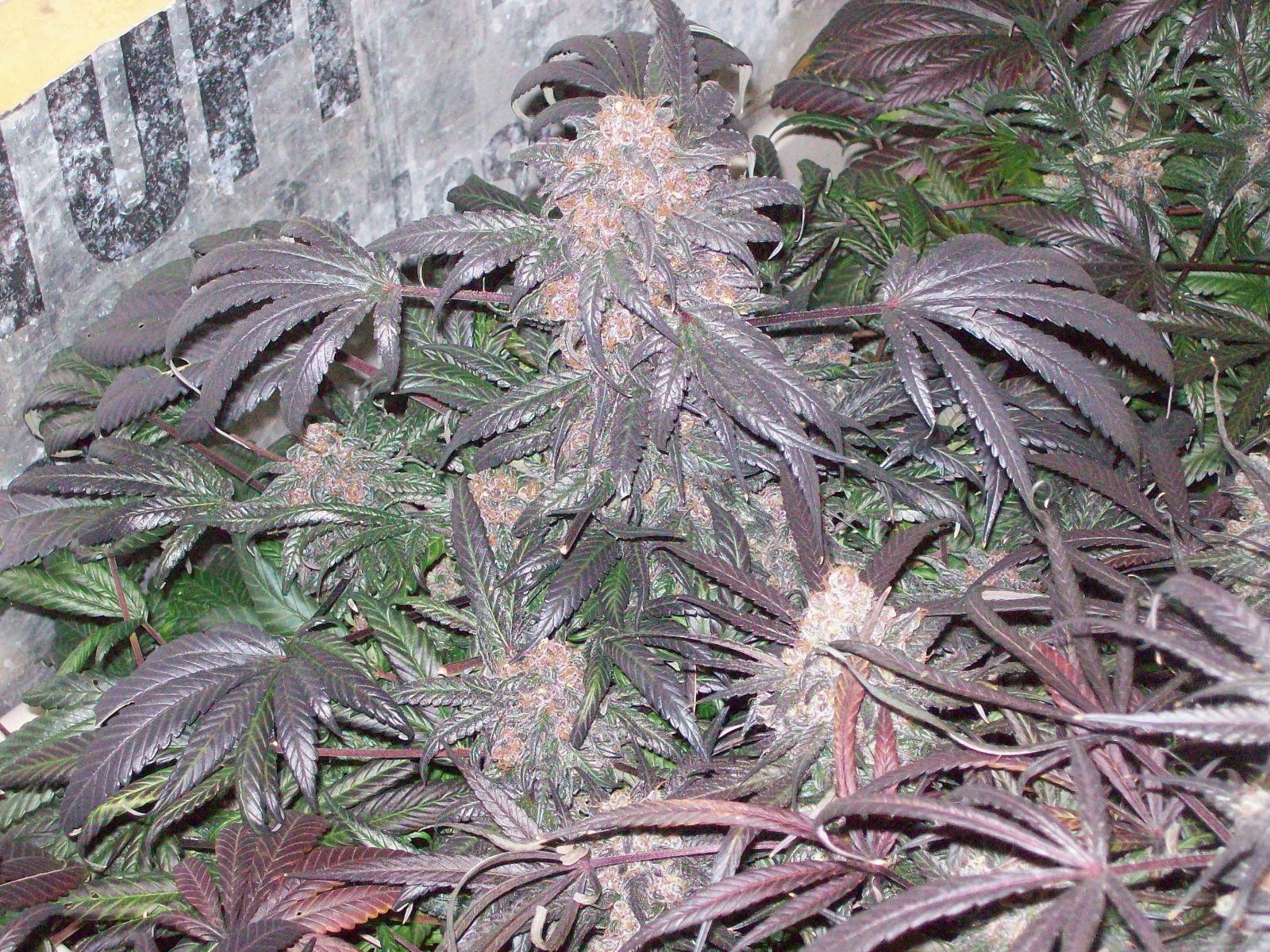 BLACK AFGHANI UTILITY ROOM HARVEST 015.JPG