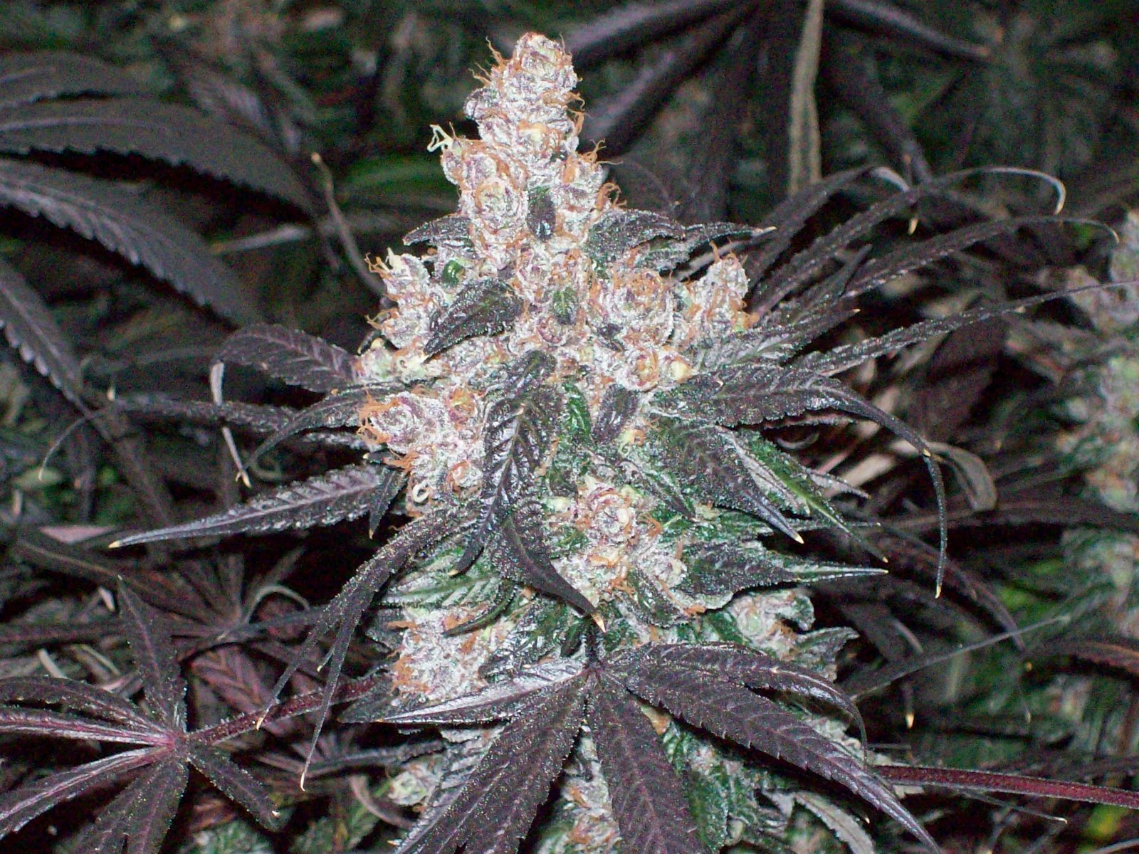 BLACK AFGHANI UTILITY ROOM HARVEST 027.JPG