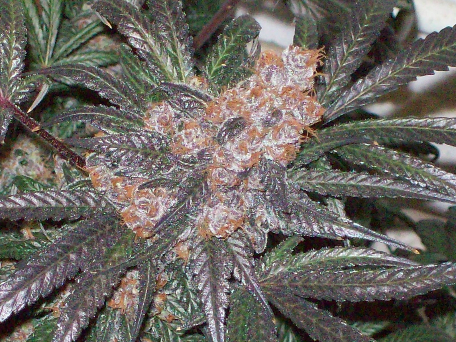 BLACK AFGHANI UTILITY ROOM HARVEST 028.JPG