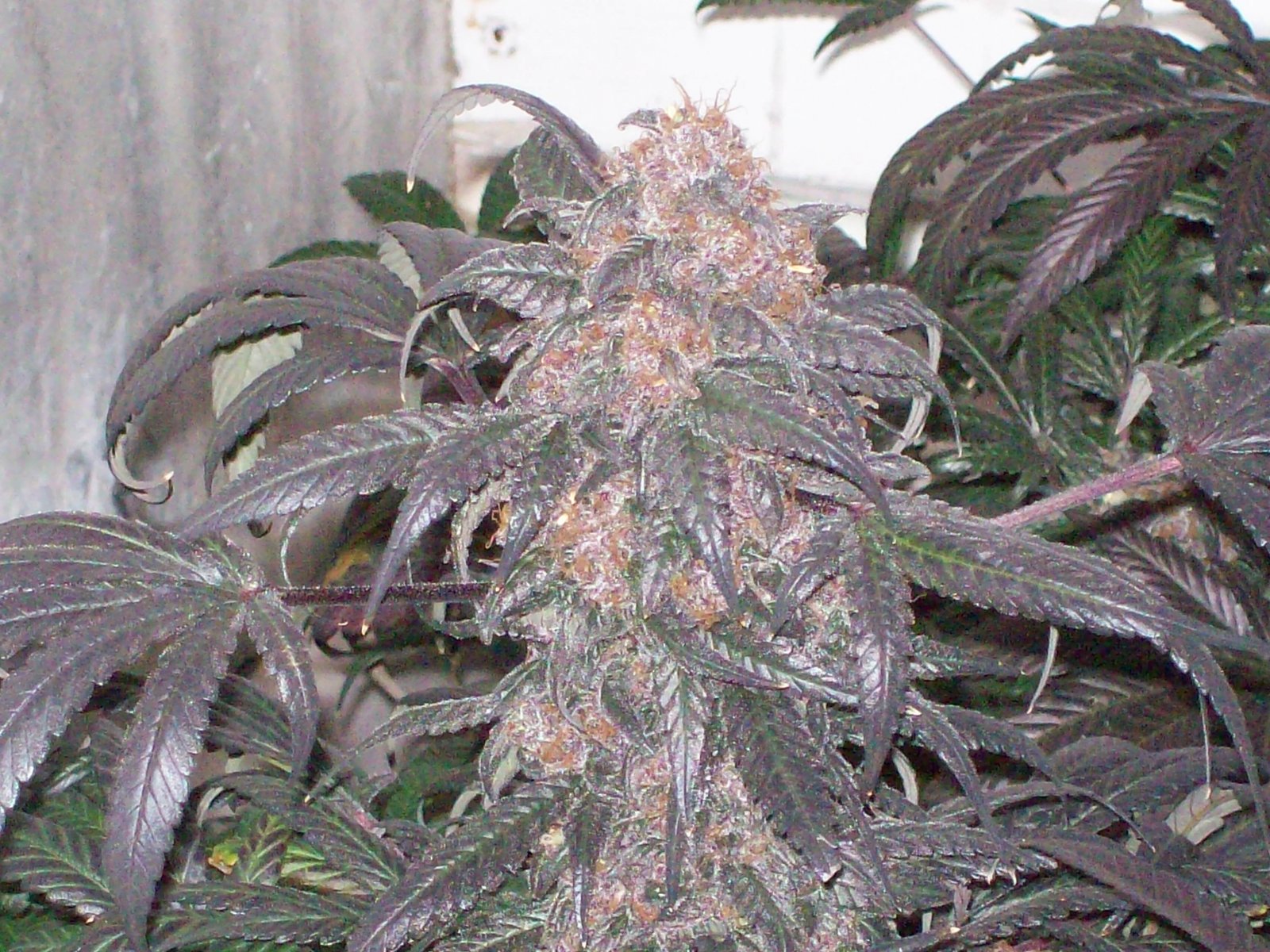 BLACK AFGHANI UTILITY ROOM HARVEST 043.JPG