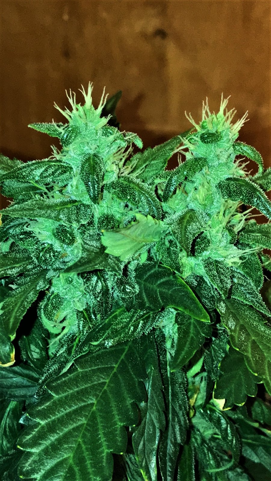 Black Cream auto Day 50.JPG