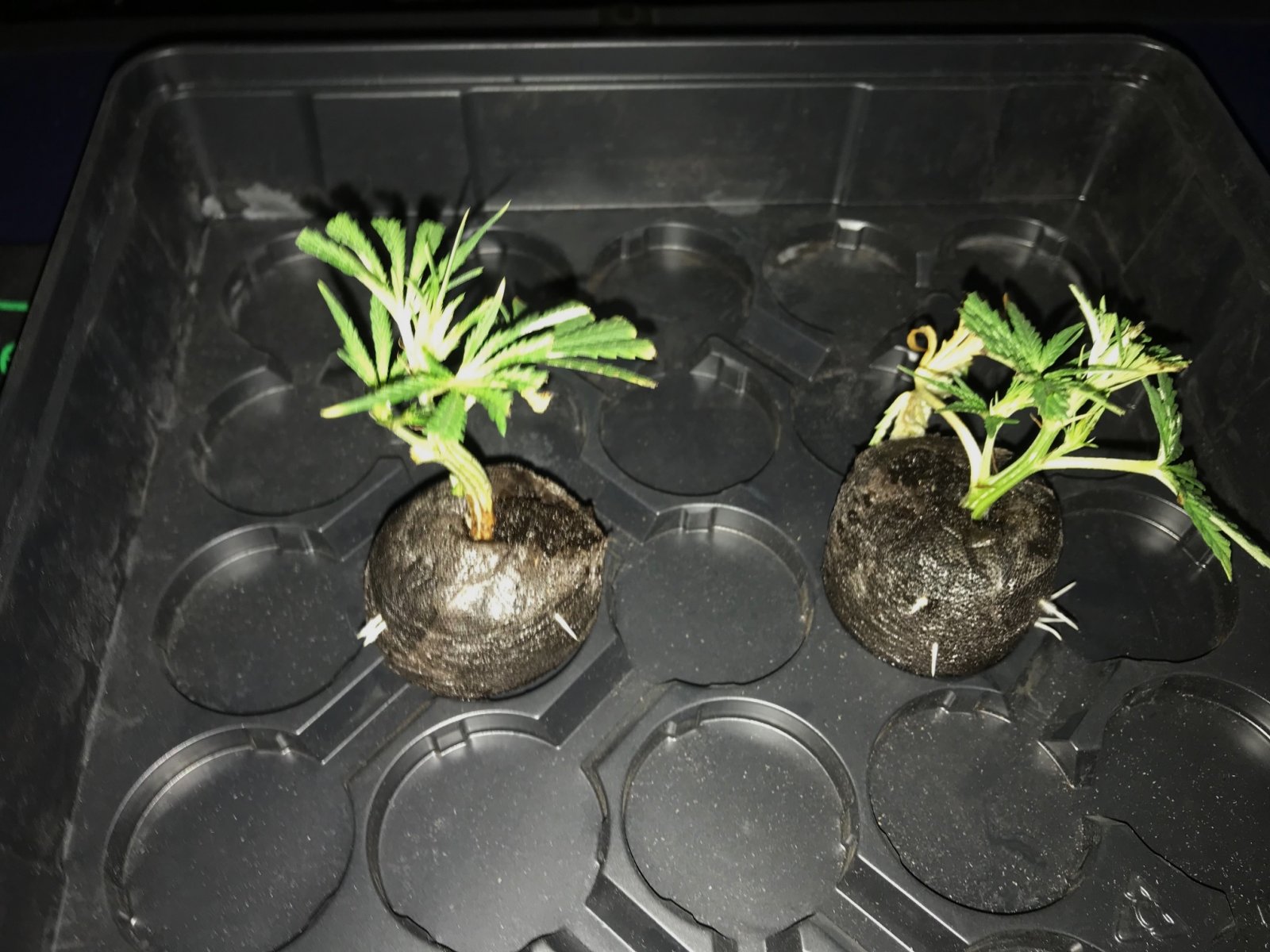 Black Dom cuttings 4-12-22 roots.jpg