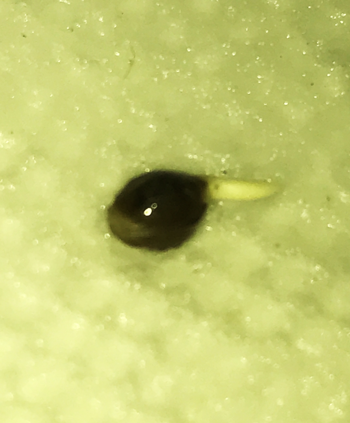 Black Domina tap root 2-2-22.JPG