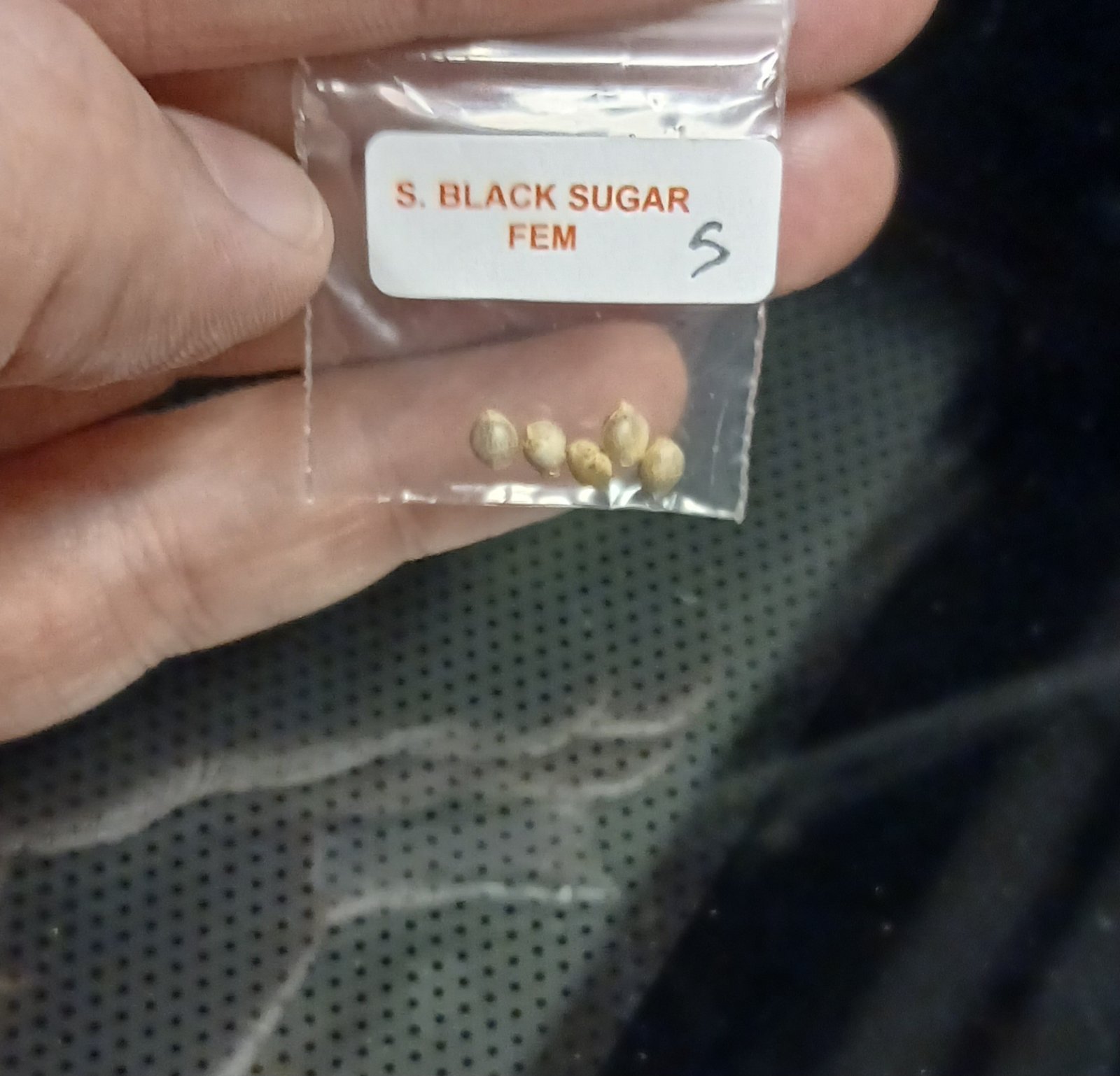 Black Sugar 04 Oct 2023.jpg