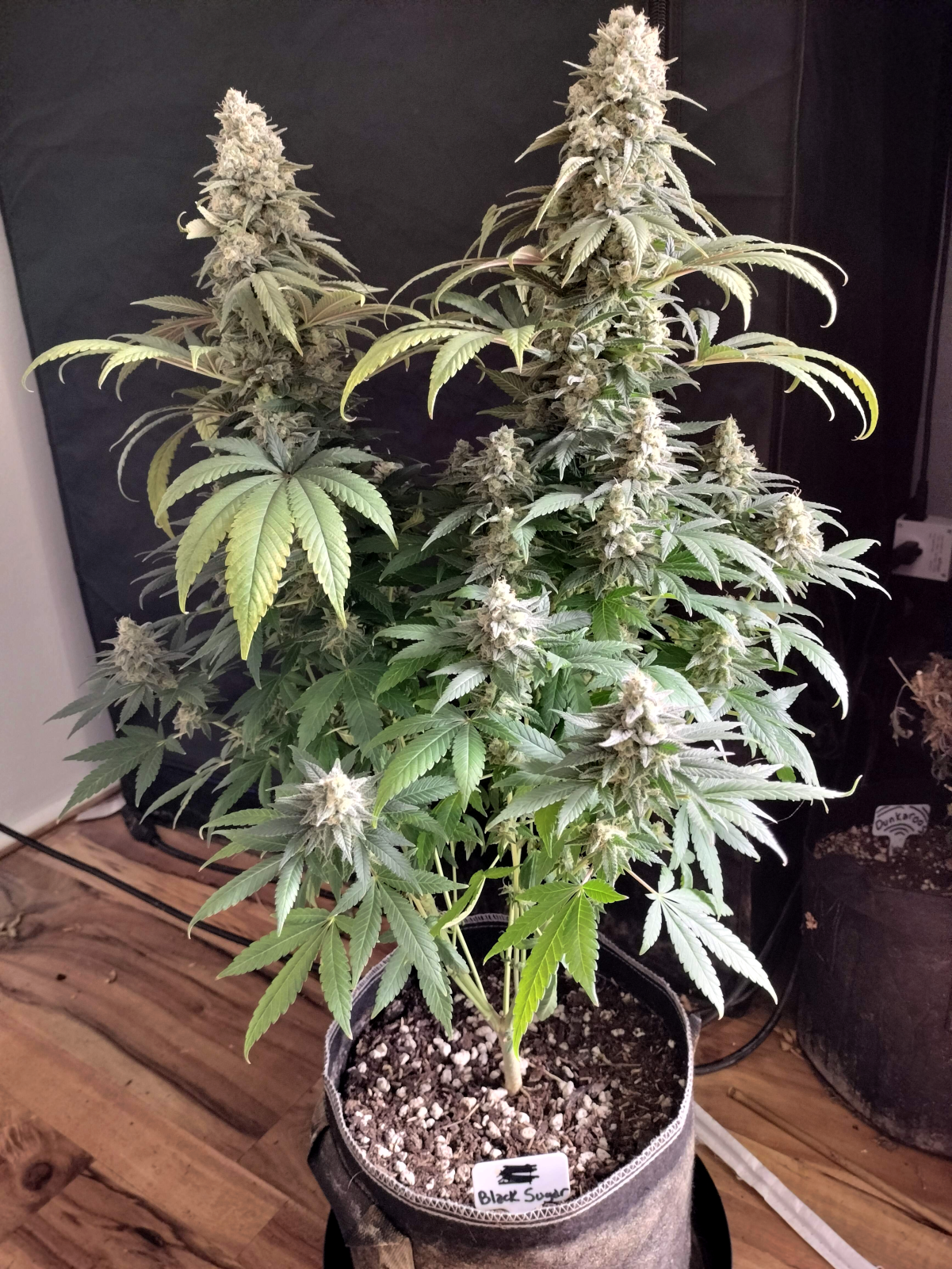 Black Sugar_grow-journal-by-dirty-hippy 2.png