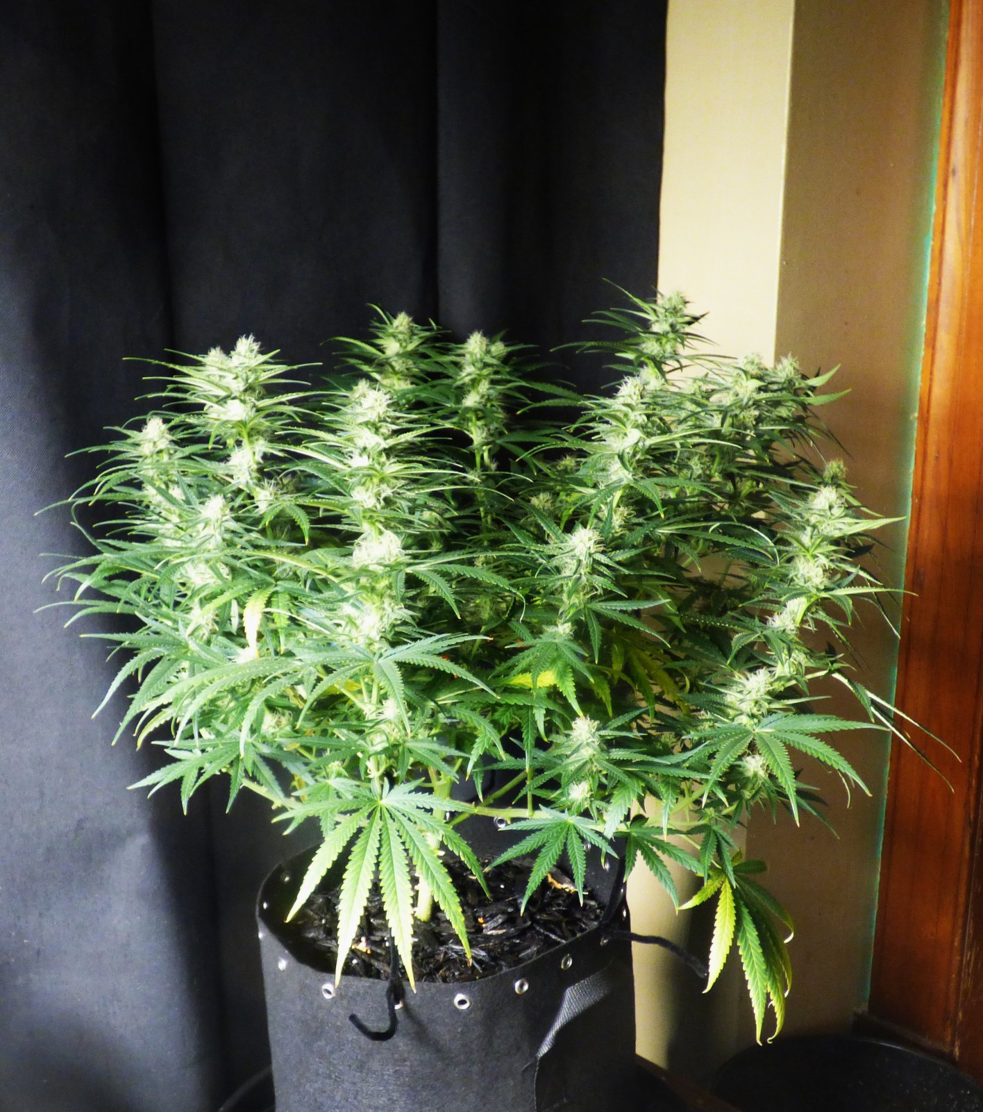 Blk Domina 4-27-22 F31.JPG