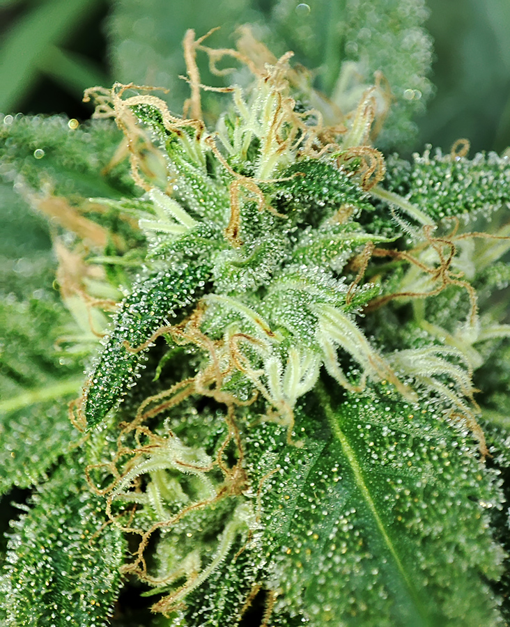 blue_dream_bud_closeup2.jpg