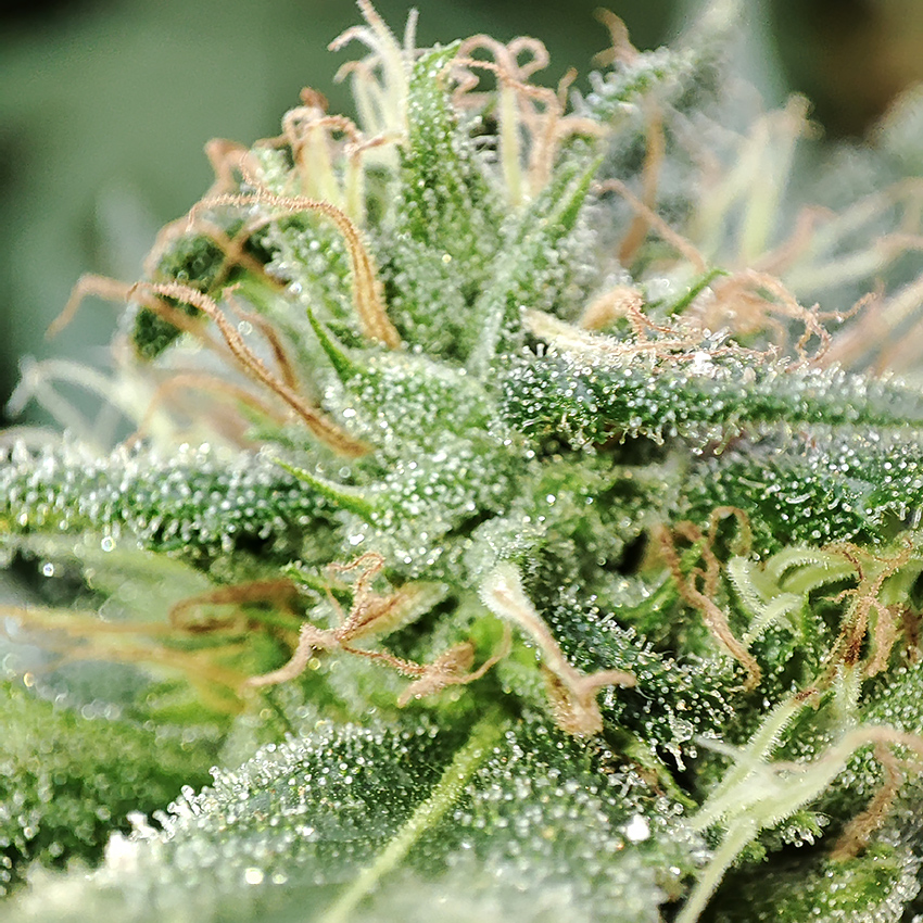 blue_dream_bud_closeup4.jpg