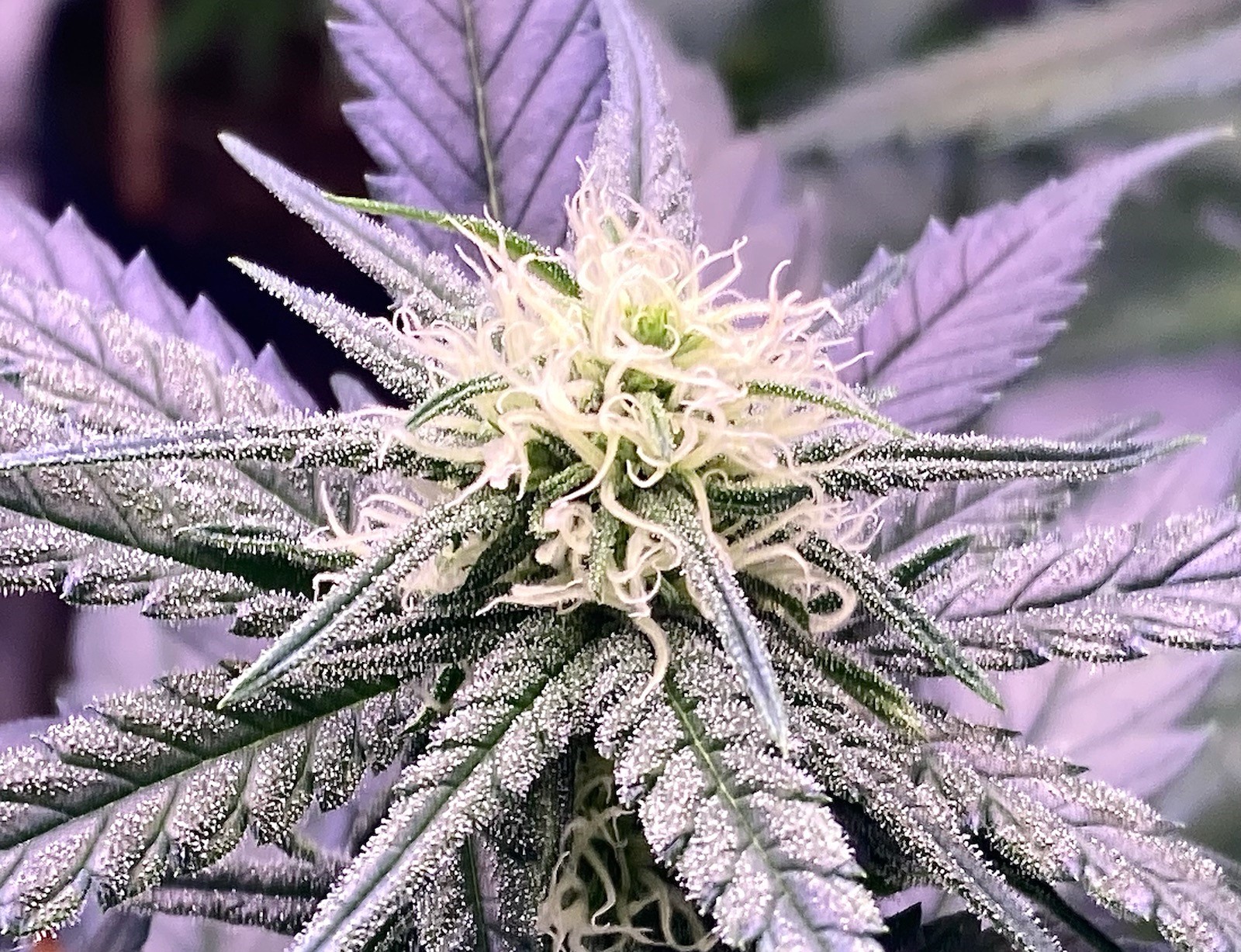 Blueberry coco bud day 23 flower.jpg