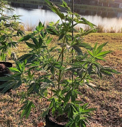 Blueberry Coco Day 2 Flower.jpg