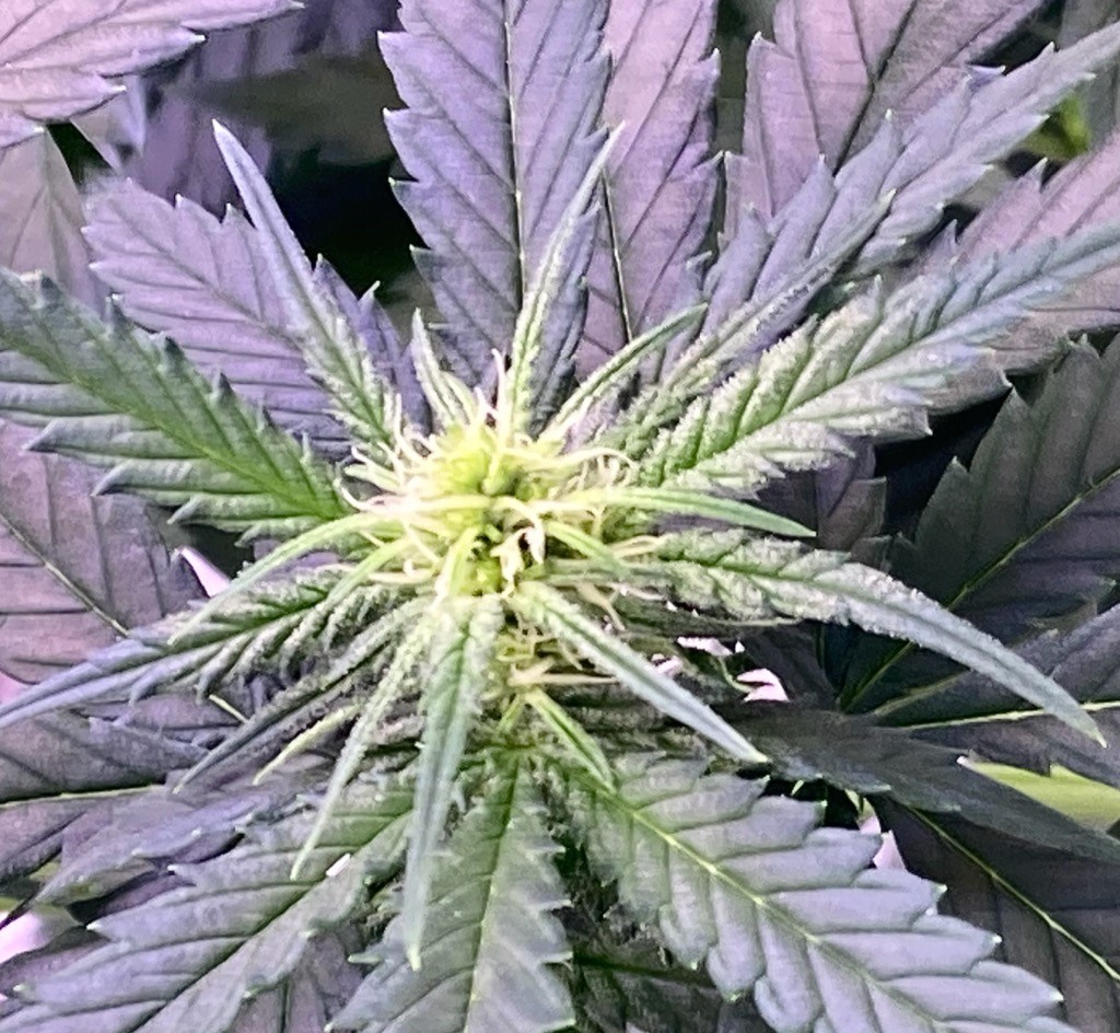 Blueberry tent bud.jpg