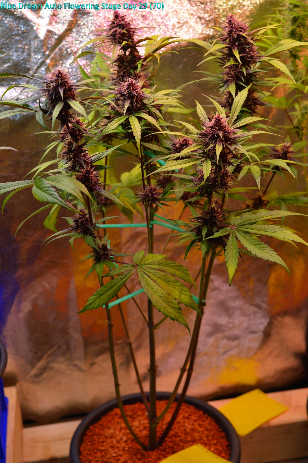 BlueDream_2024_12_19_20_48_36.jpg