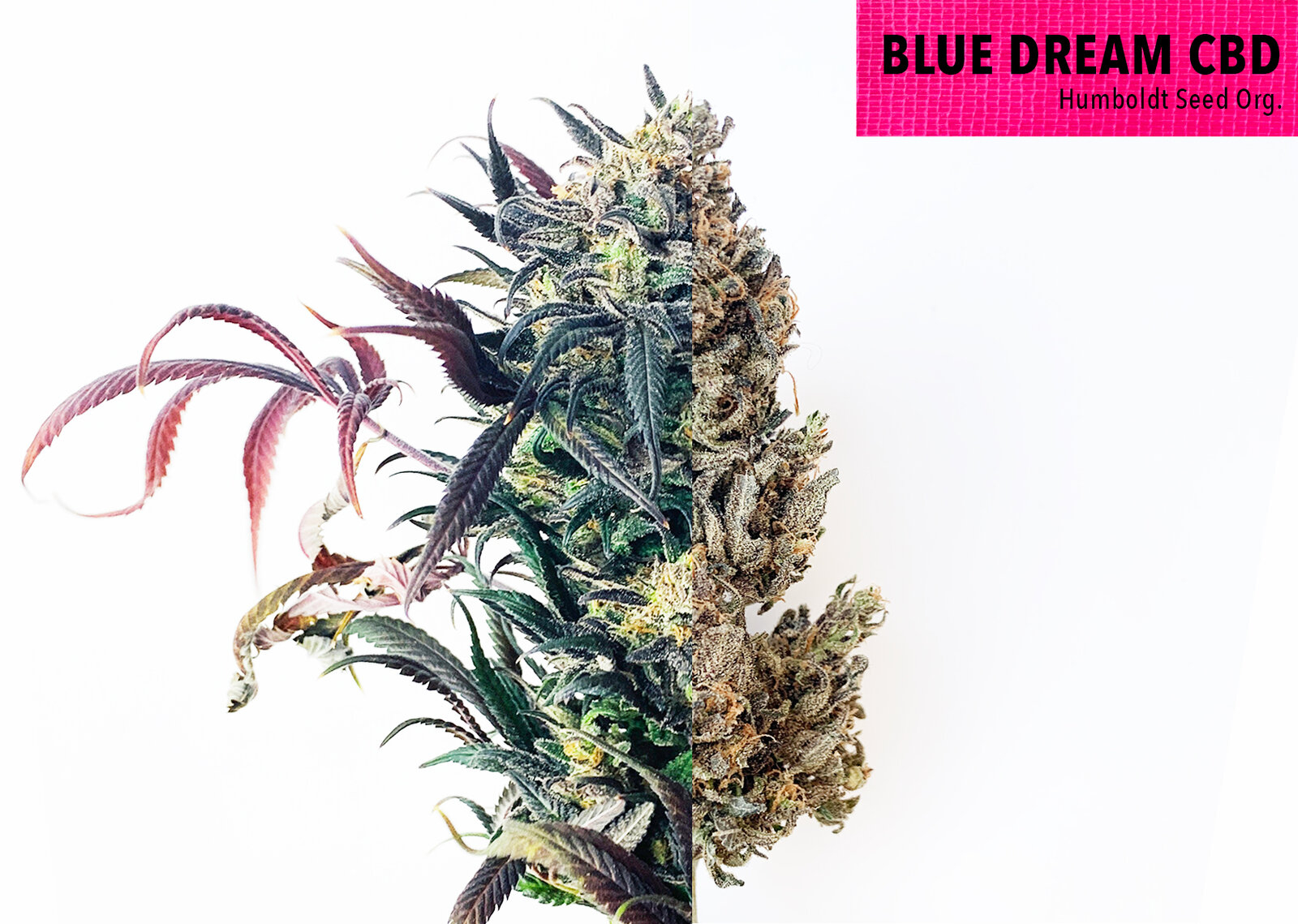 bluedreamcbd.jpg