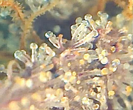 blurry trichome slurricane 2.jpg