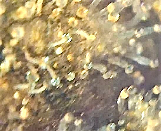 Blurry trichome slurricane 3.jpg