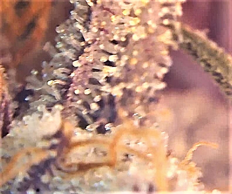 Blurry trichome slurricane.jpg