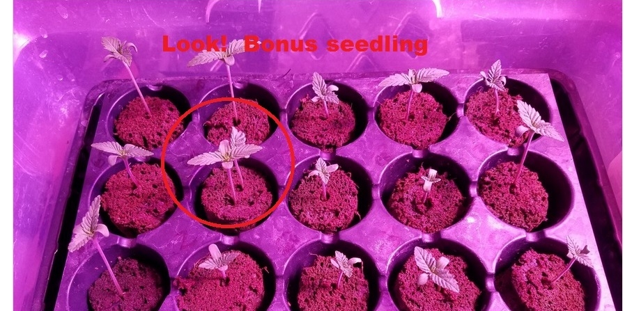 BonusSeedling.jpg