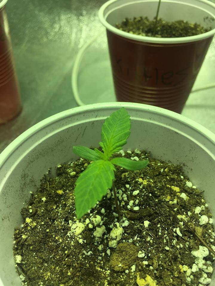 bubba kush day 7.jpg