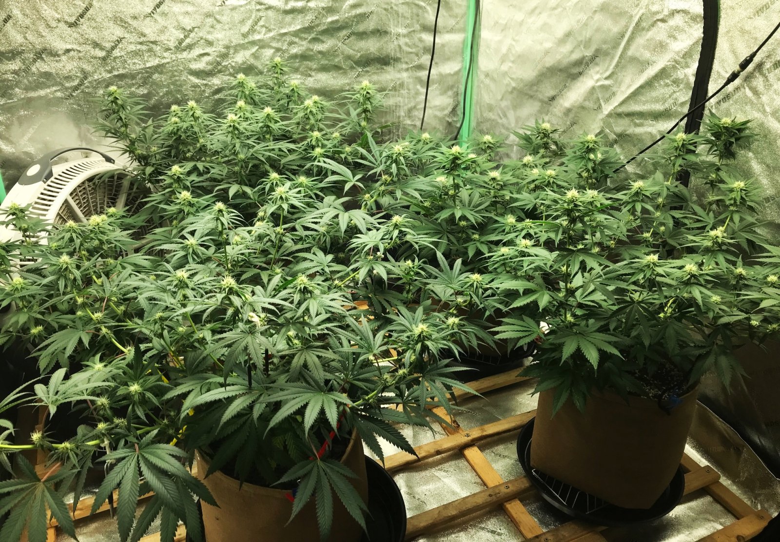 Bubblegum tent 5-21-22 F21.jpg