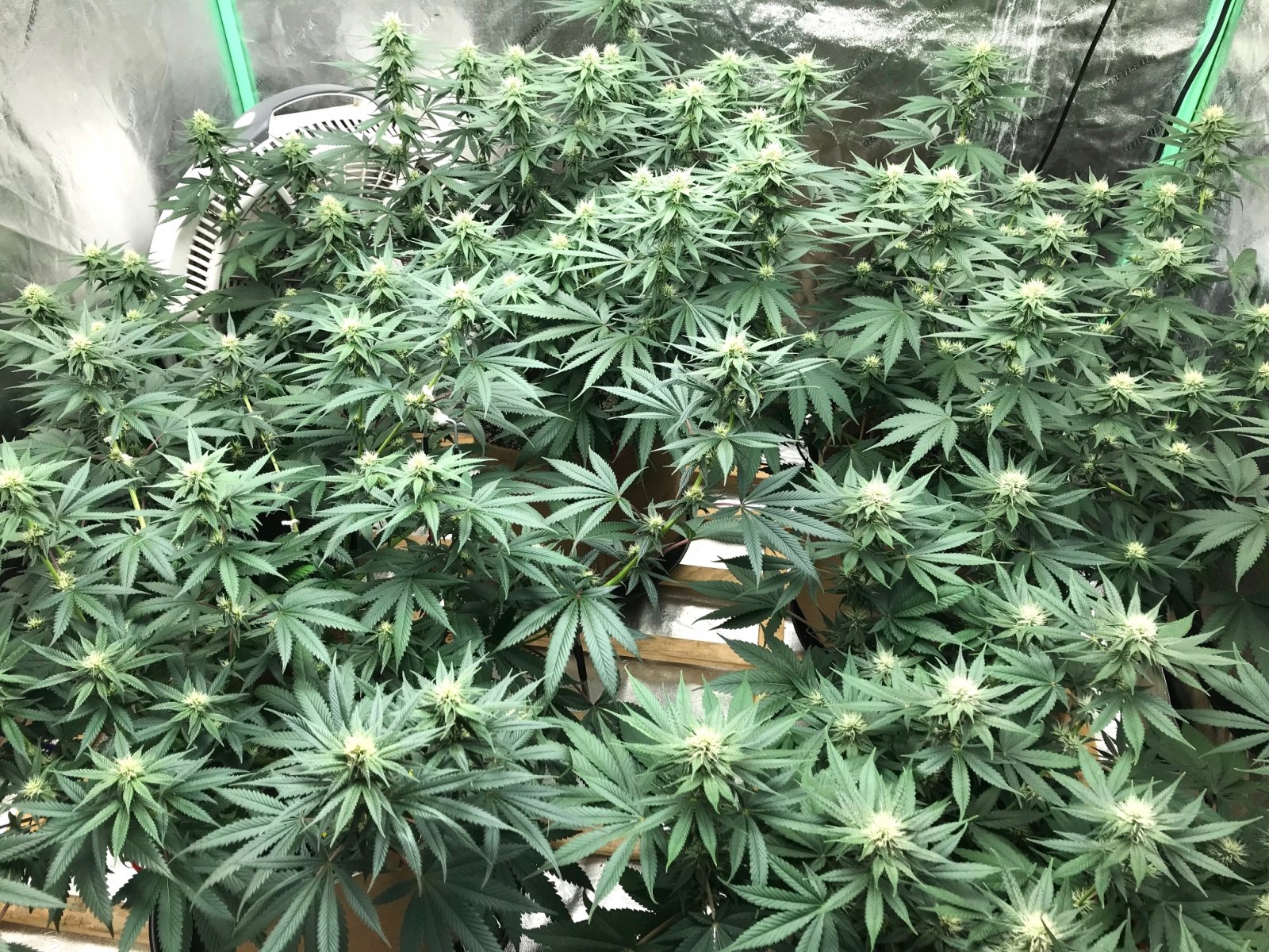 Bubblegum Tent 5-24-22 F24.jpg