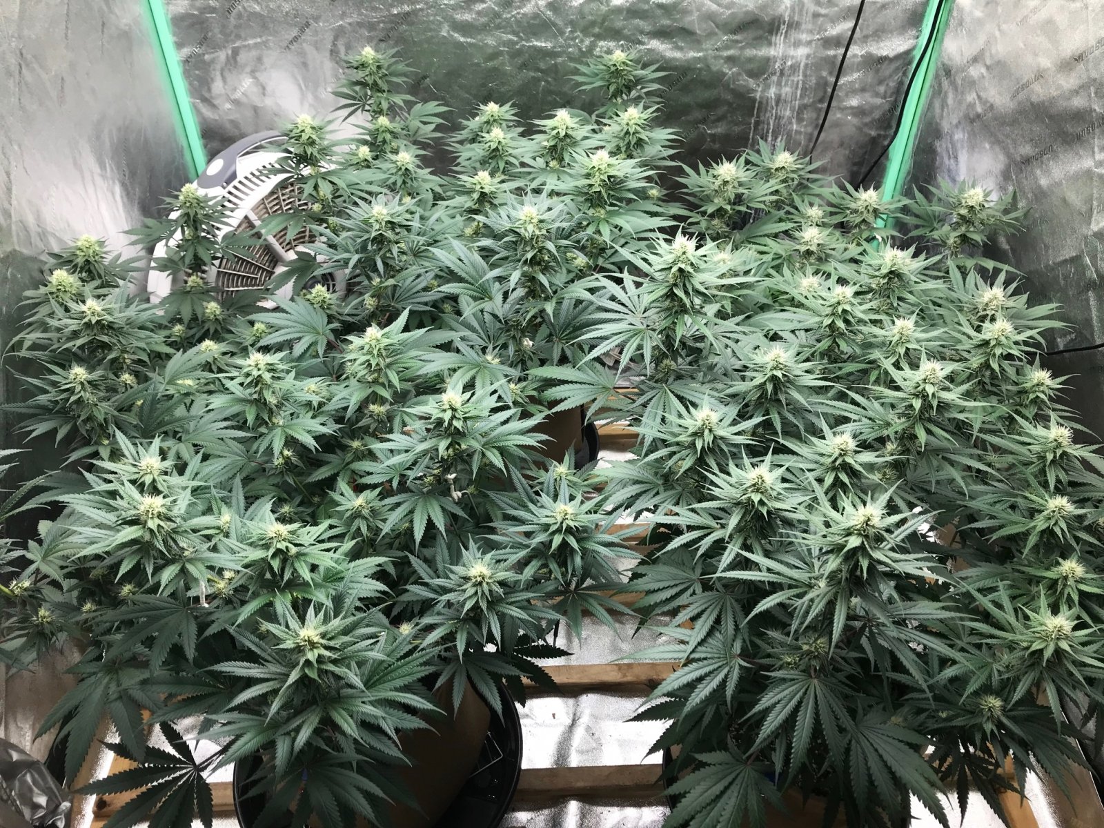 Bubblegum Tent 5-27-22 F27.jpg