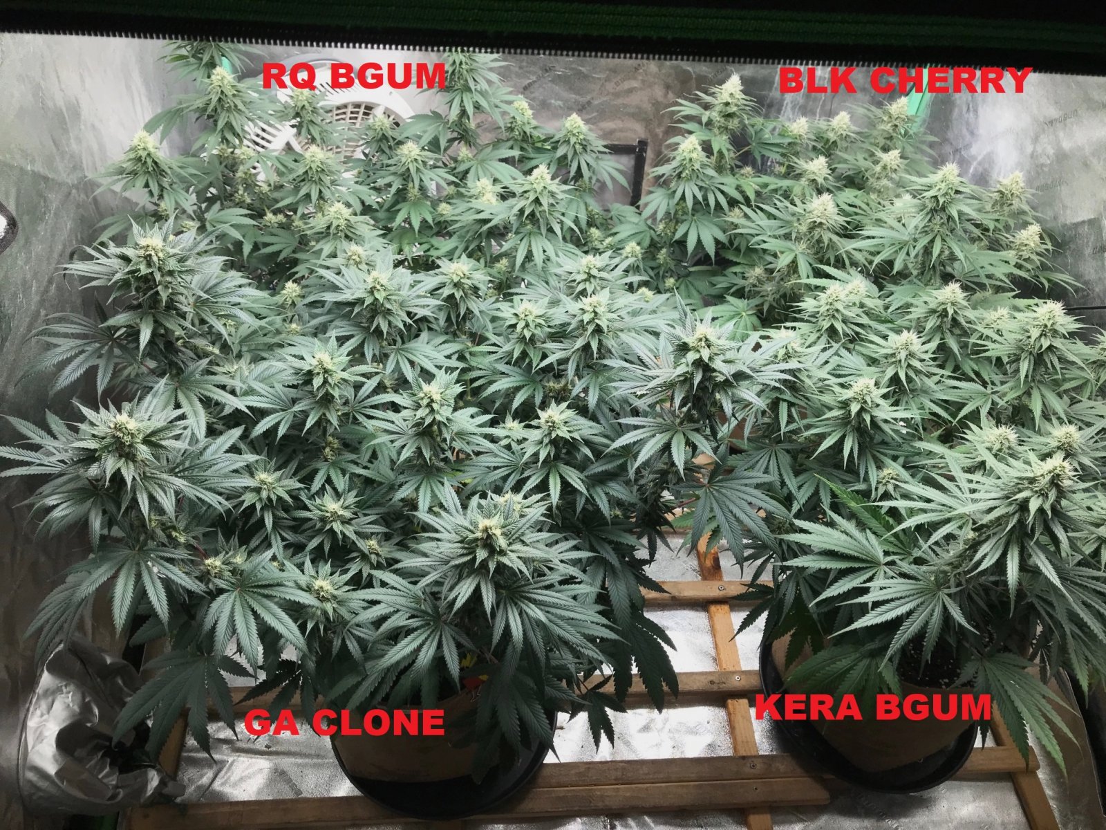 Bubblegumtent 6-2-22 F33 labels.jpg