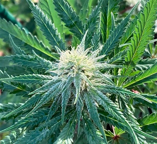 Bud 11 11.jpg