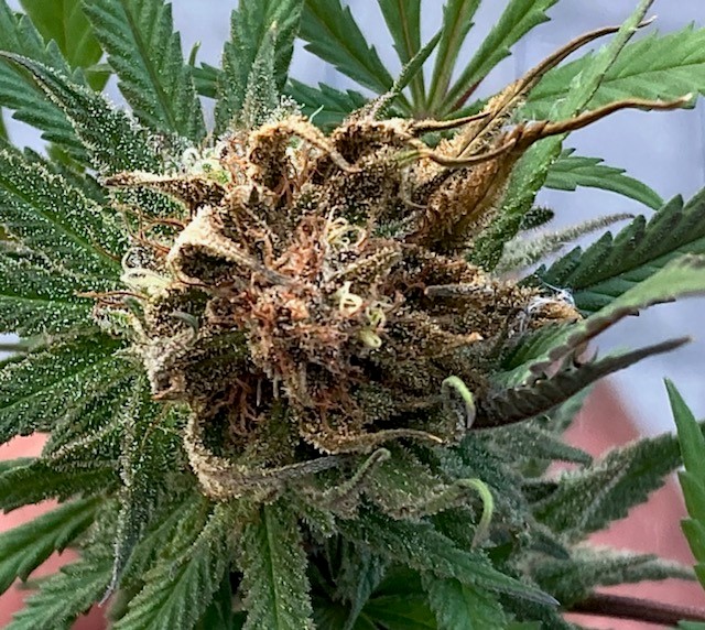 bud rot 1 RP.jpg