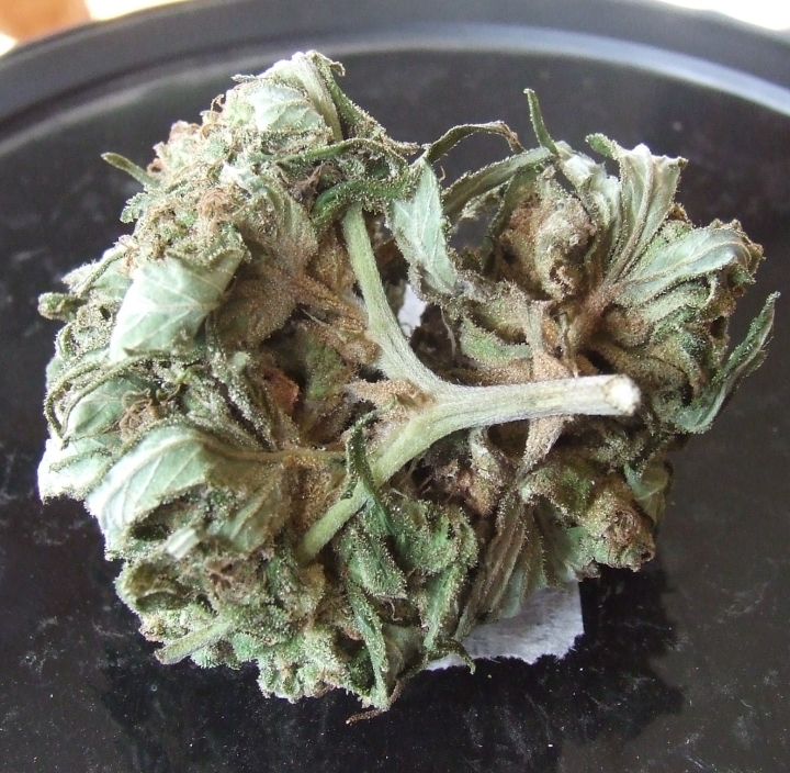 bud rot.jpg