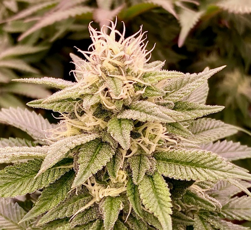 Bud Shot Hulkberry 4.jpg