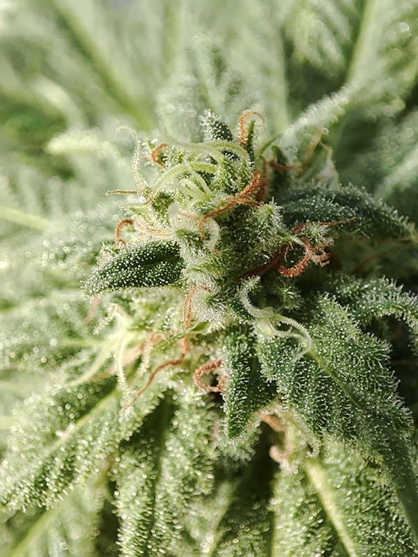 bud_closeup1.jpg