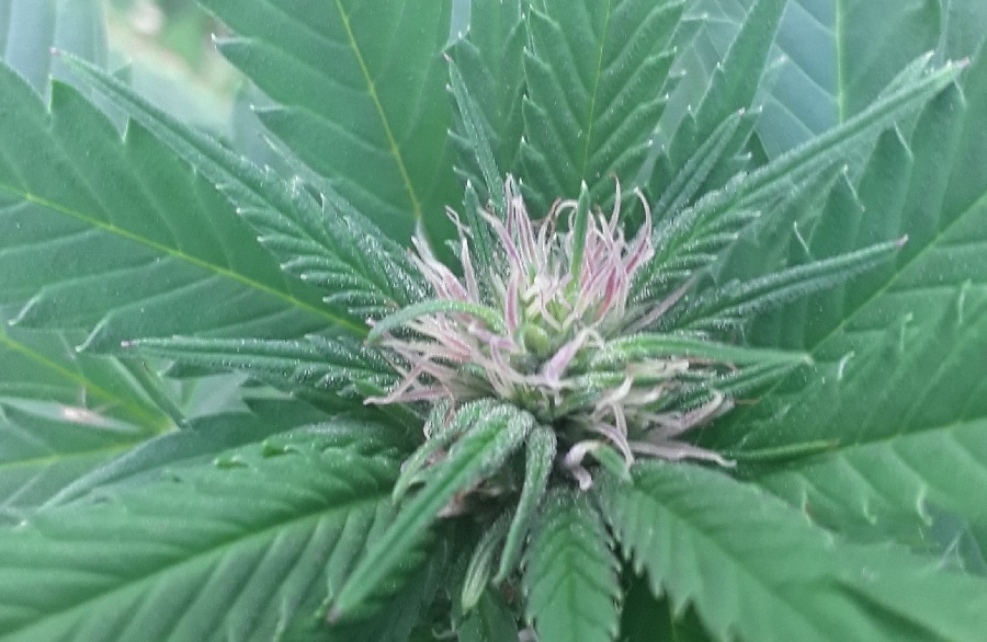 Buds Turning Purple.jpg