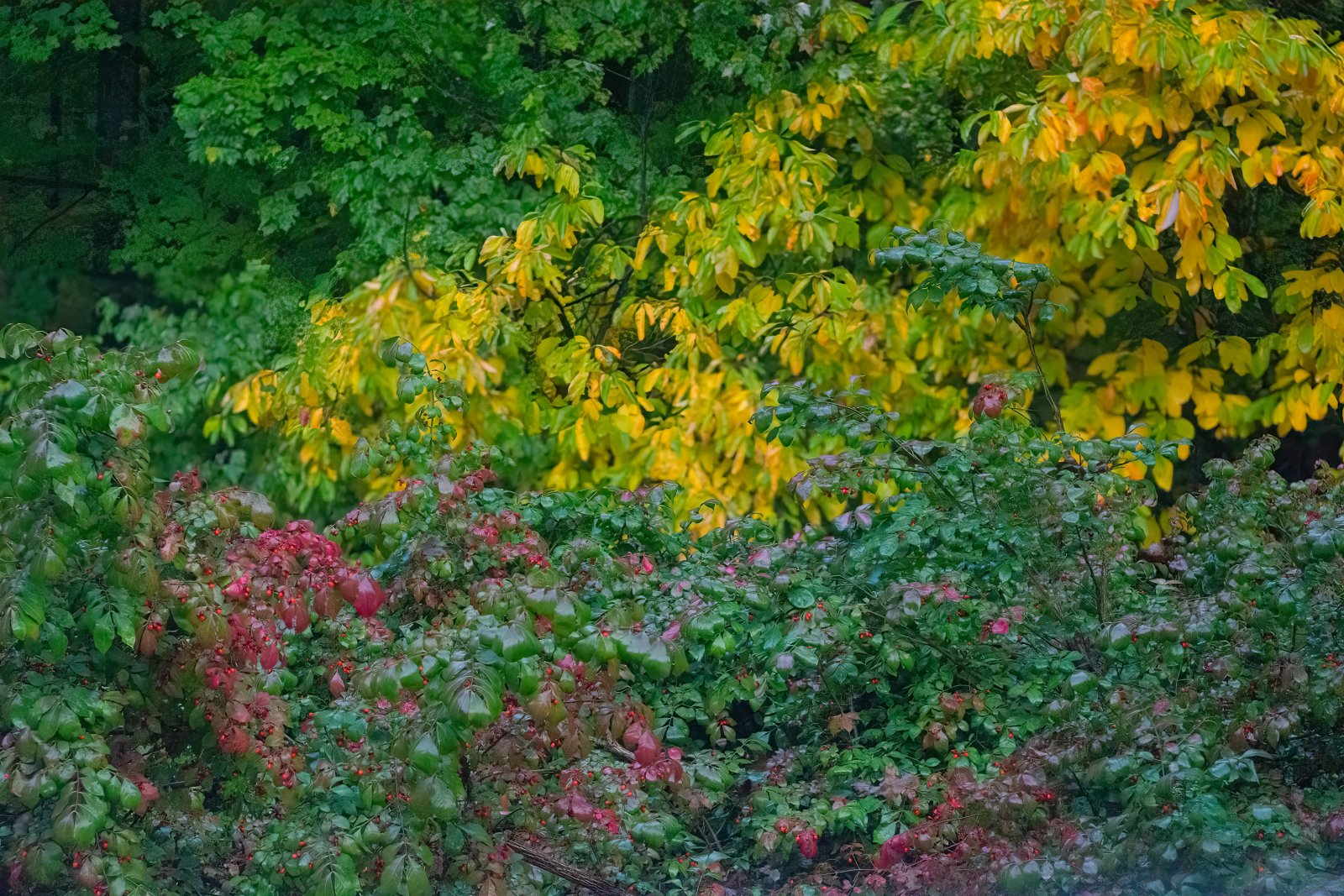 Burning Bush and Sassafras-1.jpg