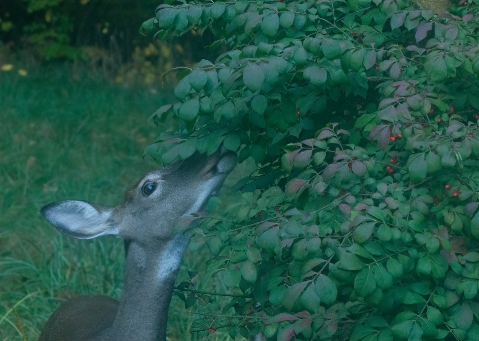 Busted eating berries-1.jpg