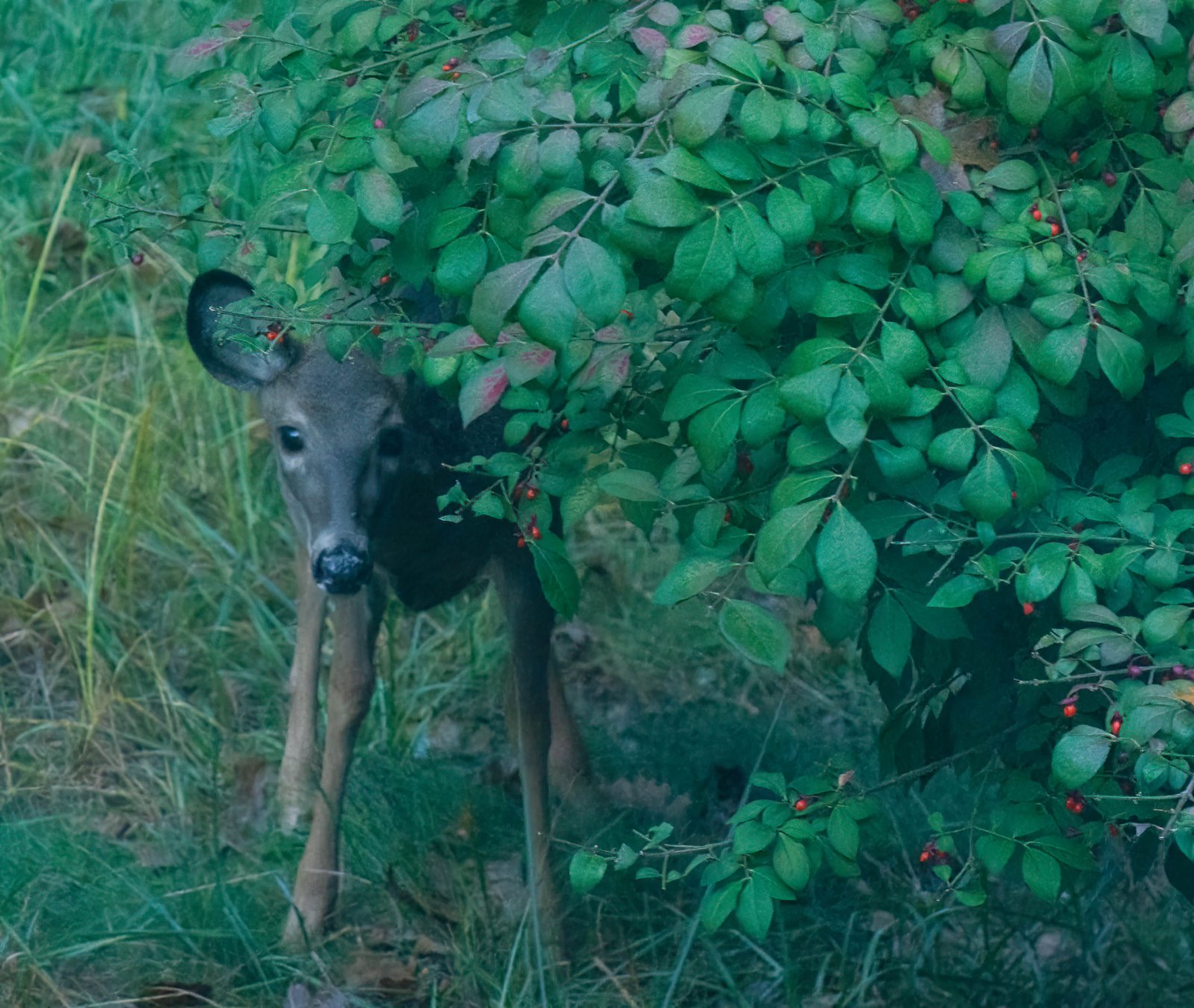 Busted eating berries-2.jpg