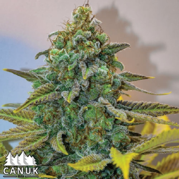 c99-canuk-seeds_1.jpeg