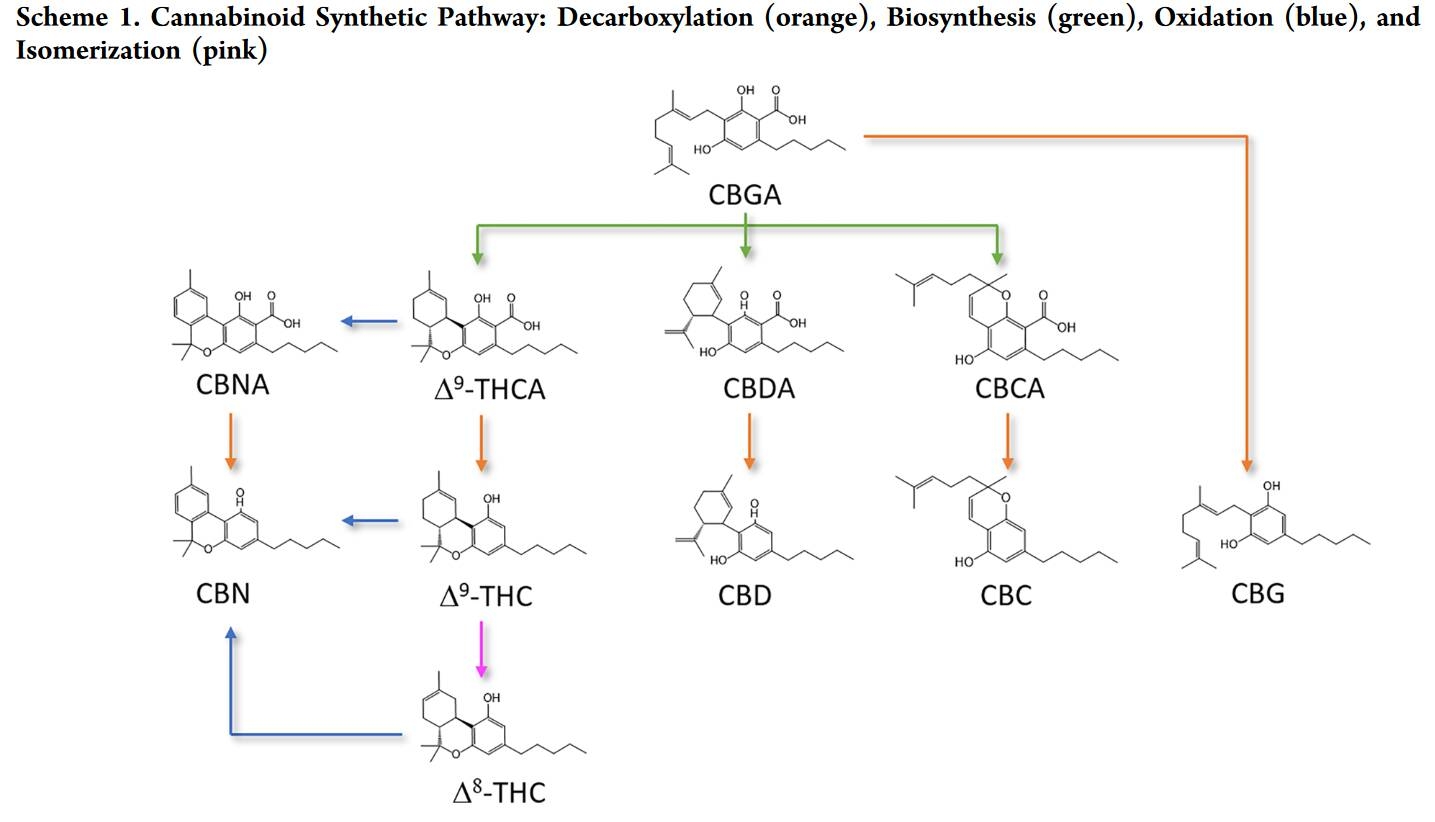 Cannabinoid Decarboxylation A Comparative Kinetic Study pdf.jpg