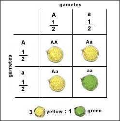 Cannabis-Genetics-101-Stabilising-a-strain-1.jpg