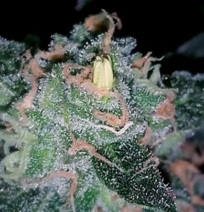 cannabis-hermie-yellow-nanner-banana-290x300.jpg