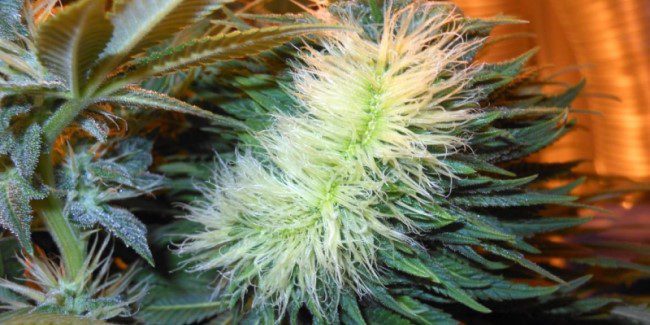 cannabis-polyploid.jpg