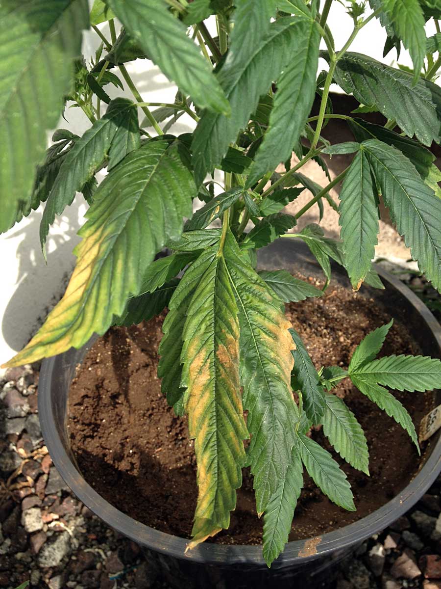 cannabis-potassium-deficiency-lower-leaves-yellow.jpg