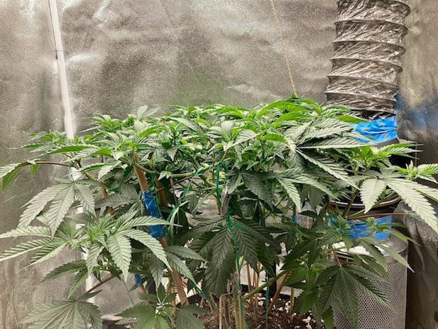 canopy cooperating nicely 1 17.jpg