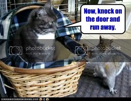 CatSquirrelRunAway.jpg