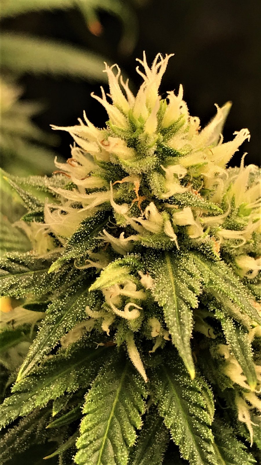 CB Clone 12-6-21 bud .JPG