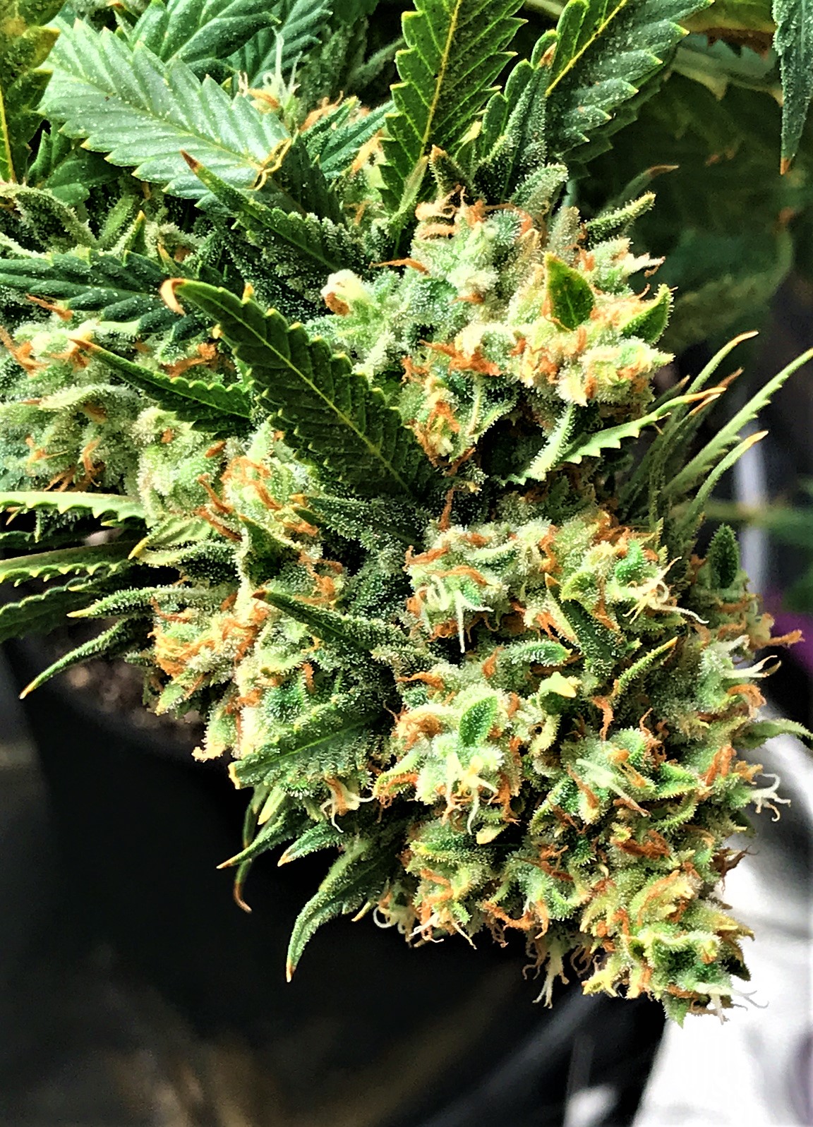 CB clone bud 1-1-22.JPG