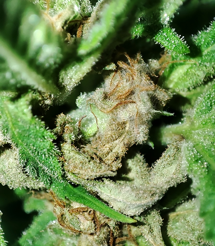 CBD#9_budrot2.jpg