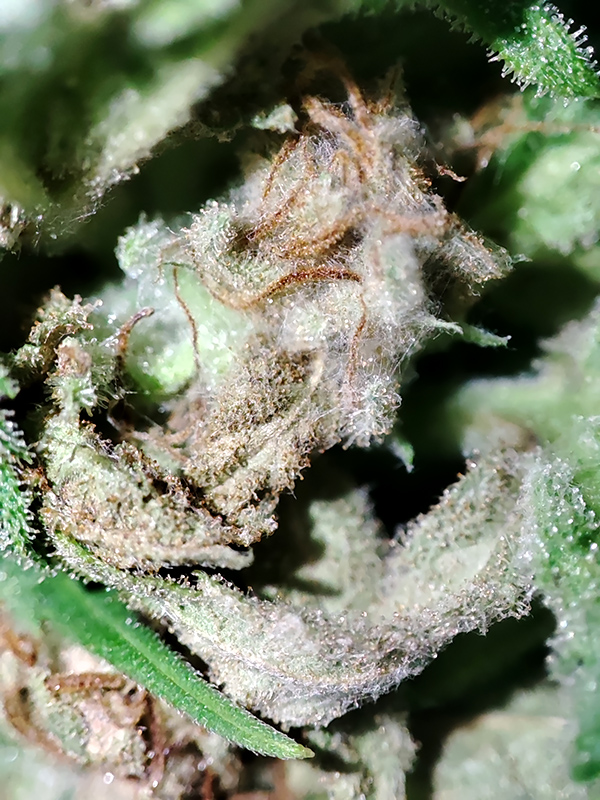 CBD#9_budrot3.jpg