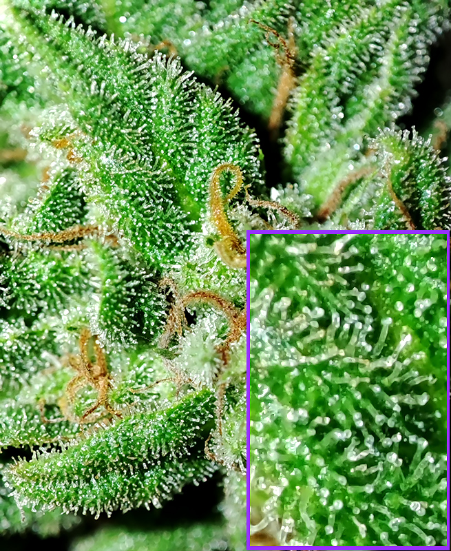 CBD#9_trichomes1.jpg